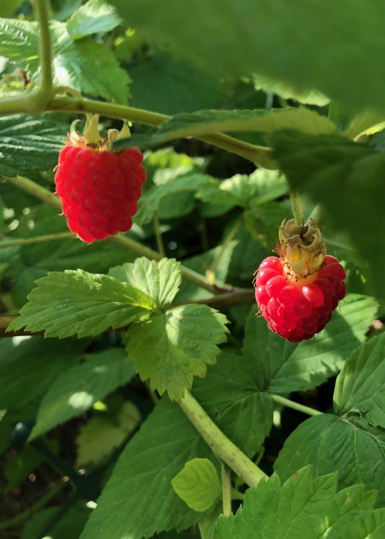 Lessons from a raspberry patch Landscapes of the Heart